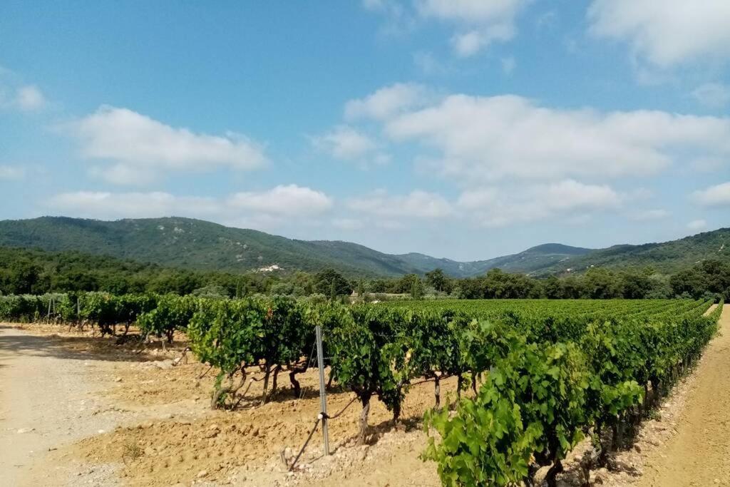 Charmant Appartement T2 Au Coeur Des Vignes Cogolin Exterior foto