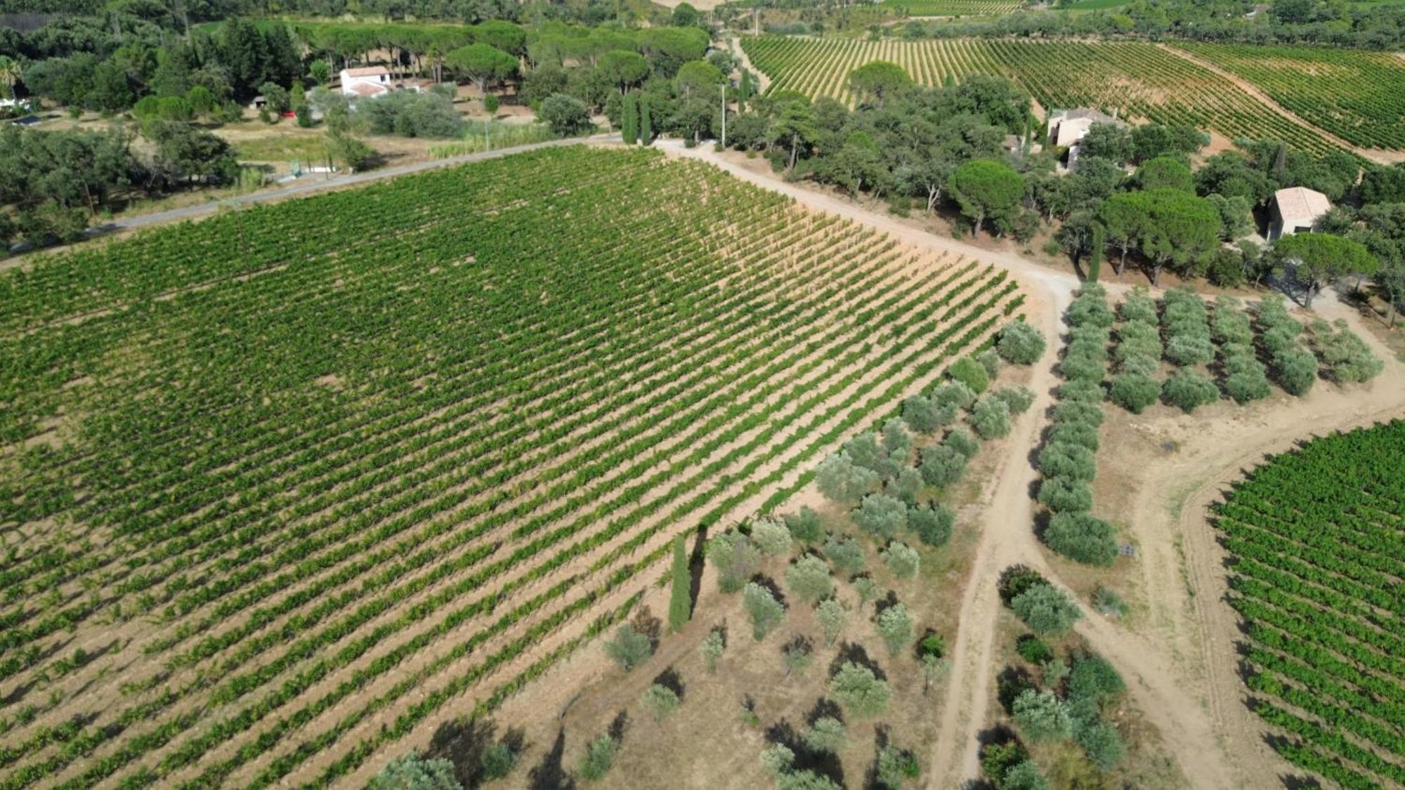 Charmant Appartement T2 Au Coeur Des Vignes Cogolin Exterior foto